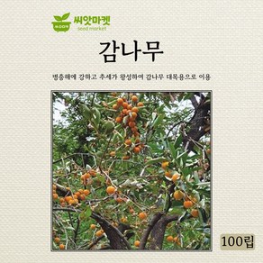 아람종묘 감나무 씨앗 100립, 1개