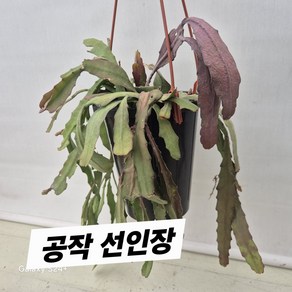 공작선인장, 1개, 빨강 분홍 하양 랜덤