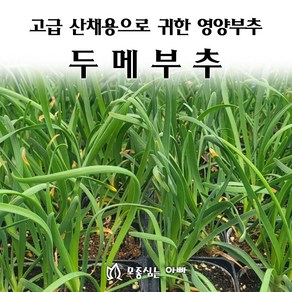 [모종심는아빠] 고급 산채용으로 귀한 영양 덩어리 두메부추 모종