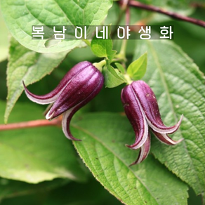 종덩굴 [2포트 복남이네야생화 모종 으아리 덩굴식물 클레마티스 clematis]