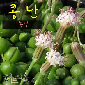 허브여울다육 콩난(녹영) 지름 9cm 소품화분, 3개