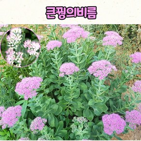 큰꿩의비름(3치 포트) 야생화 모종 /가을야생화 / 노지월동, 1개