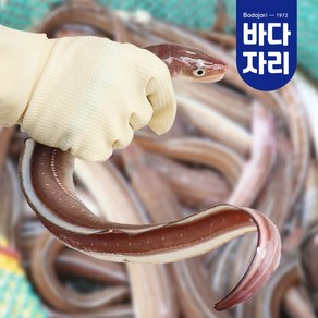 자연산 손질바다장어 1kg 붕장어 통영장어 주문당일손질 후 750g내외