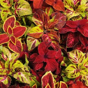 콜레우스 위자드 시리즈 컬러선택 (꽃씨앗/10립) Coleus Wizad, 1개