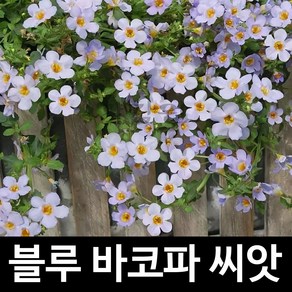 바코파 씨앗 향설초 종자 꽃씨 야생화 씨 판매 10알