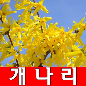 개나리묘목 10그루 꽃나무 조경수 정원수 생울타리, 10개