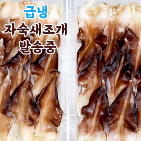 당일손질 자연산 여수 새조개 2kg 실중량 500g 내외, 1개