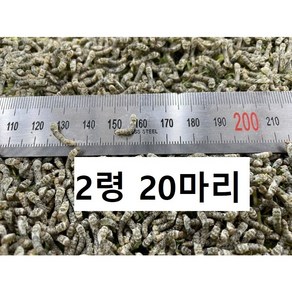 2령 20마리 누에 파충류 먹이, 0.5g, 1개