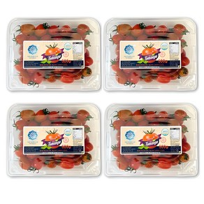 생생스토리 스테비아 대추방울토마토 대추토망고, 500g, 4개