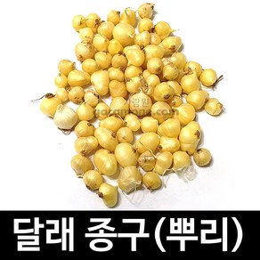 뿌리 달래 종구 씨앗 종자 토종 재래종 약초 30g