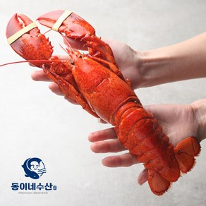 [동이네수산]캐나다현지급냉 프리미엄 자숙랍스터 (마리당 440~500g)