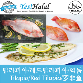 Yes!Global 레드틸라피아 역돔 Red Tilapia (2마리 1Kg), 1팩, 1Kg