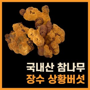 상황버섯 차 진액 국내산 100% 프리미엄 장수상황버섯 절편 당뇨에좋은