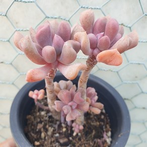 [수암다육] 큐빅프로스티 랜덤발송 Echeveria 'Cubic Frost' 랜덤발송 다육 다육이 다육식물 큐빅프로스트