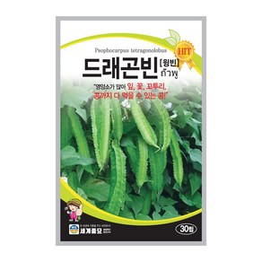 드래곤빈 30립/ 콩씨앗 콩씨 이색종자 주말농장 베란다텃밭 윙빈 날개콩 wingbean, 1개