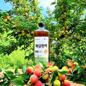 광양 매실액 매실청 매실액기스 토종 황 매실원액1000ml, 1L, 1개