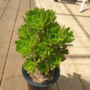 [수암다육] 청법사 랜덤발송 Aeonium arboreum 랜덤발송 다육 다육이 다육식물