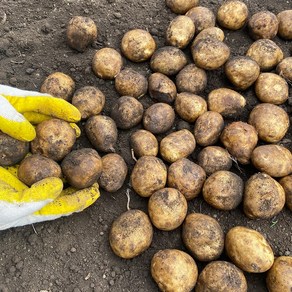 제주도 유기농 감자 대지마감자 3kg 5kg 10kg 알감자 특감자, 1개, 알감자 3kg