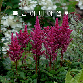 아스틸베 비전인레드 [1포트 복남이네야생화 모종 습한땅 반그늘 노루오줌 astilbe], 1개