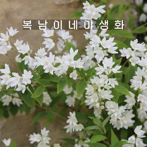 애기말발도리 니코 [1포트 복남이네야생화 모종 도이치아 deutzia], 1개