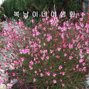 홍접초 [4개 복남이네야생화 모종 나비바늘꽃 가우라 핑크 ﻿gaua], 4개