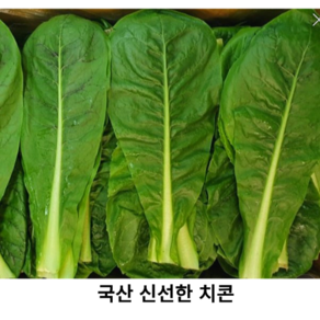 국내산 신선한 치콘 1kg 2kg 국산 싱싱한 치콘 쌈채소 빨간잎채소 여름엔 푸른빛 샐러드채소, 500g