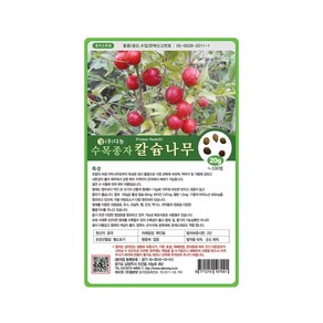 (DN) 칼슘나무 씨앗(20g), 1개