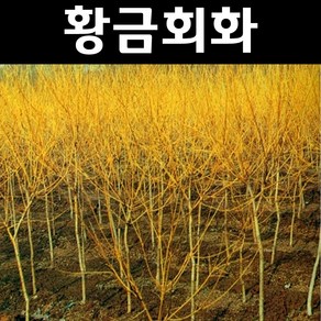 황금회화 나무 묘목 접목1년 뿌리묘1개/정원수 조경수, 1개