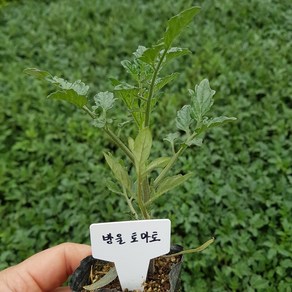 [모종모종]일반 방울토마토 모종 2개(일반), 2개