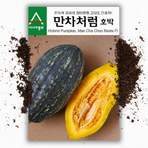 만차처럼 단호박 씨앗 (10립) 장타원형 고당도