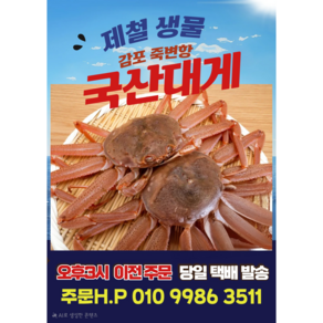 당일조업 산지직송 울진 죽변항 100% 국내 자연산 자숙 대게 [원산지:국산(경상북도 울진군)], 2~3마리, 300~450g 사이