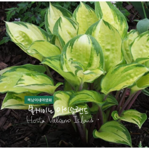 호스타 [1포트] 볼케이노 아이슬랜드 (복남이네 야생화 모종 hosta) 9900, 1개