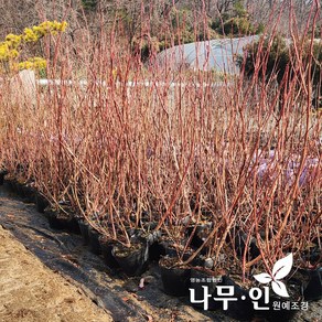 [나무인] 블루베리묘목 3년생 스타품종, 1개