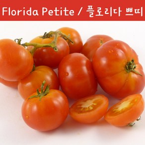 플로리다 쁘띠 Floida Petite 희귀 난쟁이 수경재배토마토 교육용 체험용세트