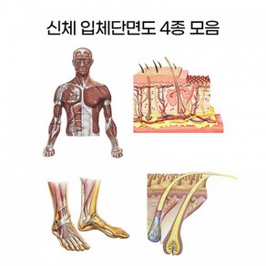 아이샵오픈 신체단면 입체단면도 4종모음 입체단면도 피부단면도 발단면도 모발단면도 병원 관리샵 - 한국, 옵션02.피부입체단면도, 1개