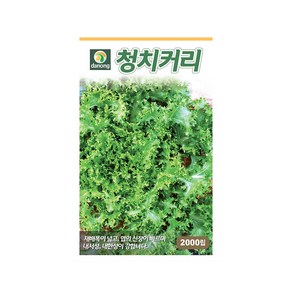 (DN) 청치커리 씨앗(2000립), 1개