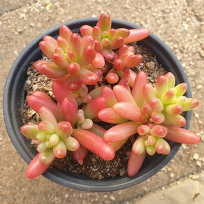 [수암다육] 오로라 랜덤발송 Sedum rubrotinctum 'Aurora' 랜덤발송 다육 다육이 다육식물 321