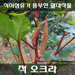 [해피플라워] 봄 여름 파종 건강 채소 오크라 씨앗 300립 (청오크라 / 적오크라 선택옵션), 적 오크라 씨앗 300립, 1개