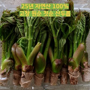 [산지직송] 당일수확 제철 봄나물 첫순 원순 엽순 혼합 참두릅 국내산 자연산 산두릅, 1개, 500g