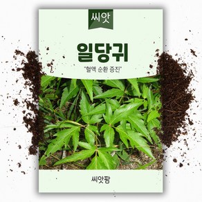 씨앗팜 일당귀 씨앗 (1g) 당귀씨앗 종자, 1개