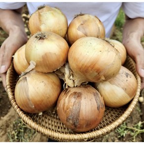 [당신의맛]산지직송 햇양파(특대), 1박스, 3kg