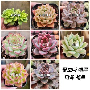 꽃보다 예쁜 다육식물 (5.5cm포트), [ 0번-선택 ] - 8개 세트, 1개