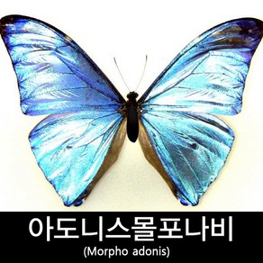 아도니스몰포나비표본/Mopho adonis 80mm+-, 1개