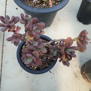 [수암다육] 원종 프리티 단품 Gaptosedum 'Bonze' 다육 다육이 다육식물 국민다육, 1개