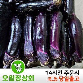 < 오일장상회 > 국내산 가지 상등급 10kg내외