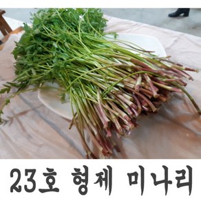 일등 농부 정재후 형제미나리 청정 미나리 1kg 800g 500g 300g 미나리삼겹살 미나리무침 꿀 미나리, 1개