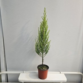 농장추천상품 식공플랜츠 율마 외목대 중소품 40-50cm 49, 1개, 기본