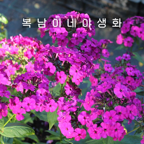 프록스 알렉산드라 [1포트 복남이네야생화 모종 플록스 phlox]