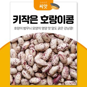 세경팜 키작은 호랑이콩 강낭콩 씨앗 30g, 4개