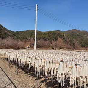 [오징어말리는집] 직접 말린 반건조오징어 피데기, 1개, 반건조 특 10마리(1.6~1.7kg)